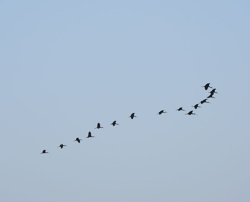 Glossy Ibis - ML646385648