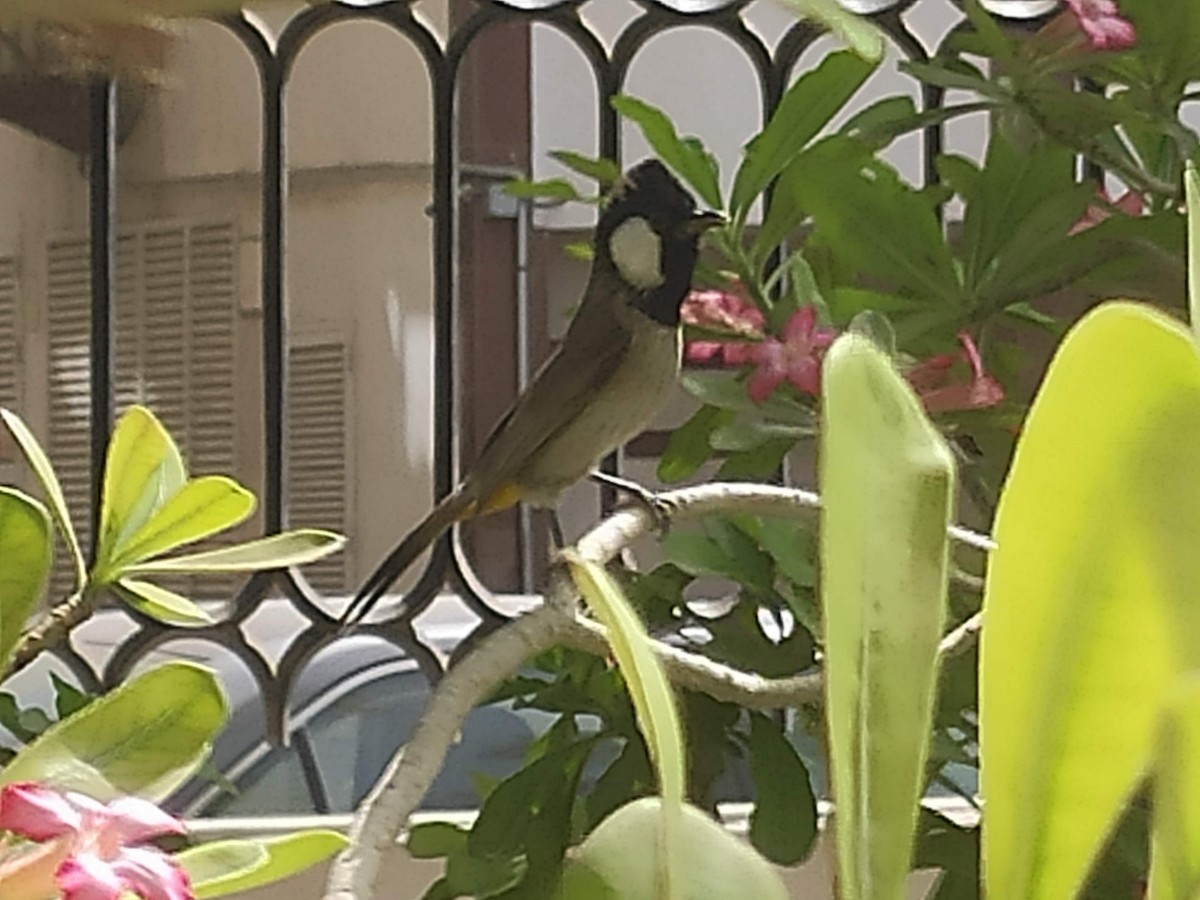 White-eared Bulbul - ML646385649