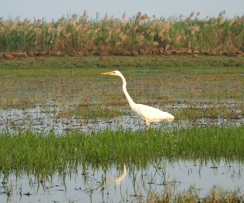 Great Egret - ML646385652