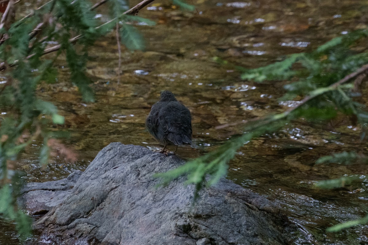 American Dipper - ML646385653
