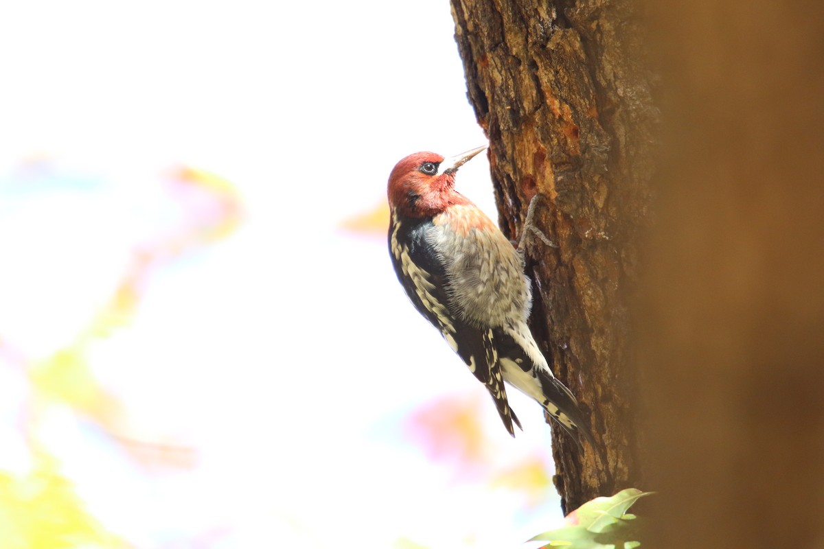 Red-breasted Sapsucker - ML646385654