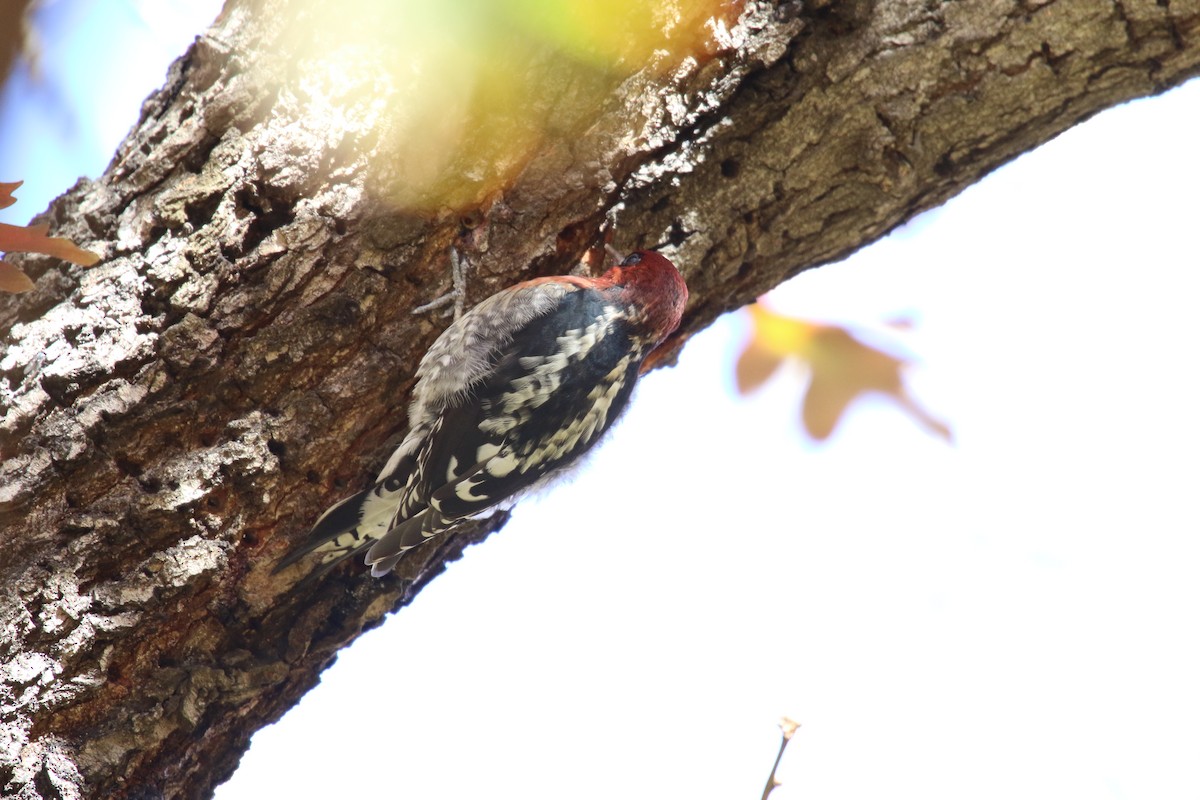 Red-breasted Sapsucker - ML646385655