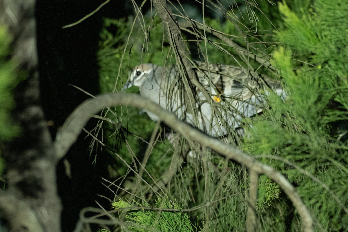 Colombine lumachelle - ML646385657