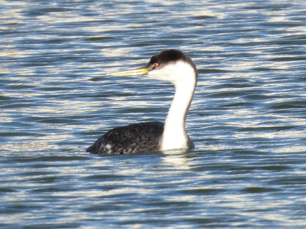 Western Grebe - ML646385658