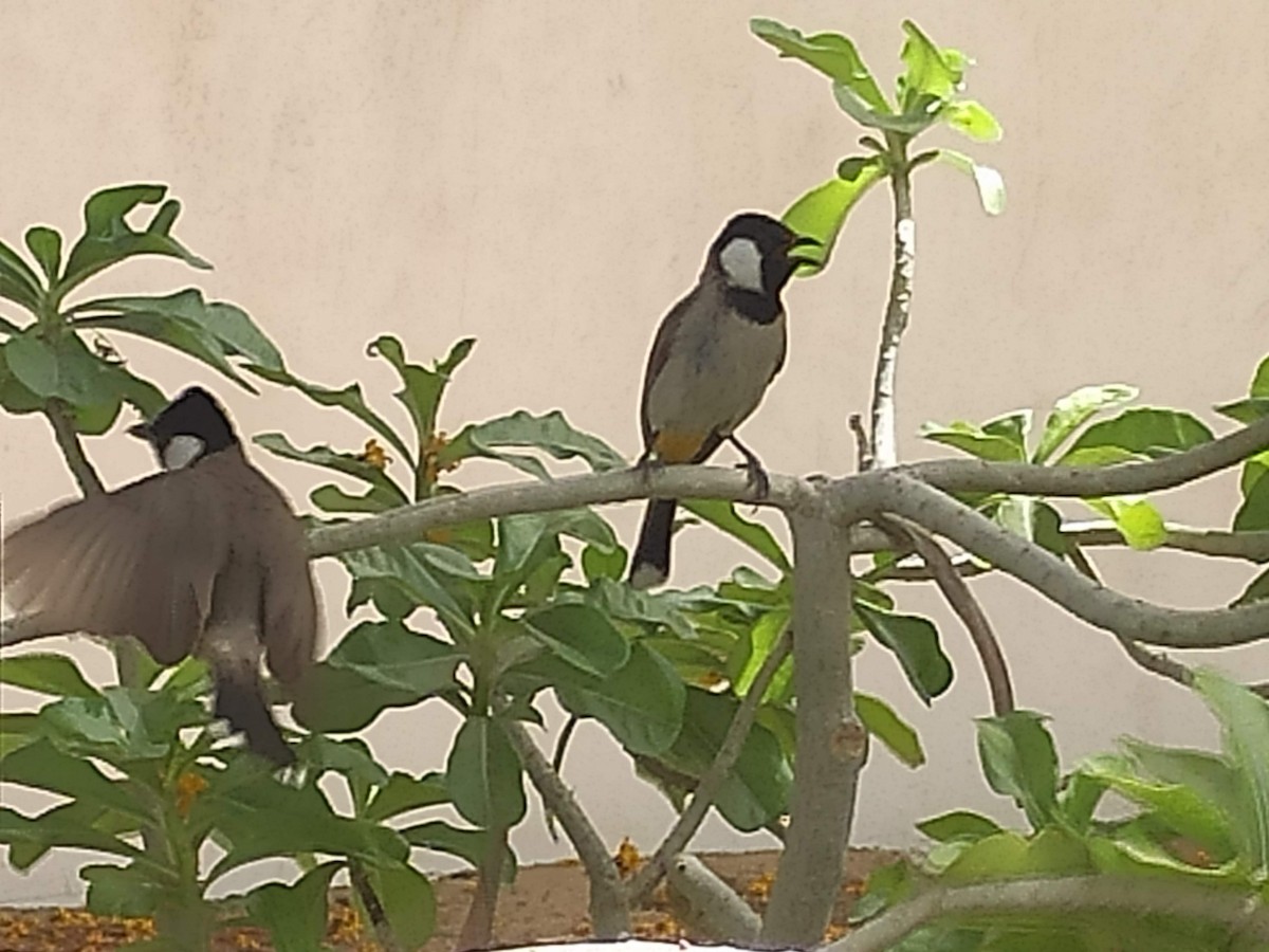 White-eared Bulbul - ML646385659