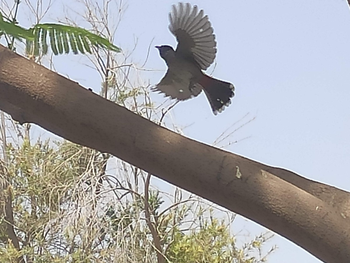 Red-vented Bulbul - ML646385660