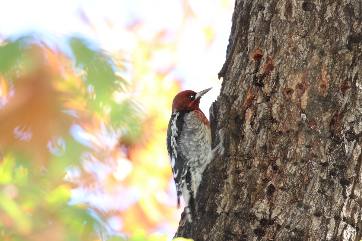 Red-breasted Sapsucker - ML646385661