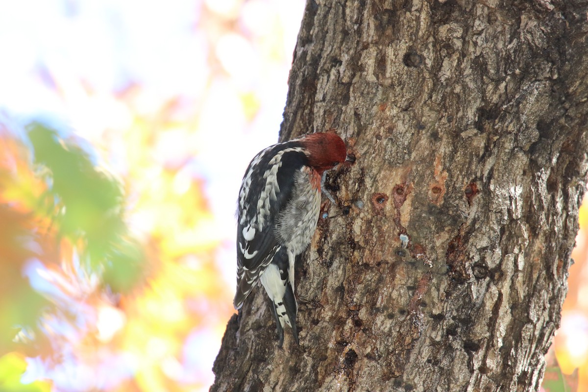 Red-breasted Sapsucker - ML646385662