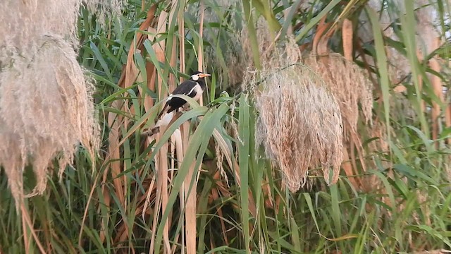 Hint Alaca Sığırcığı - ML646385667