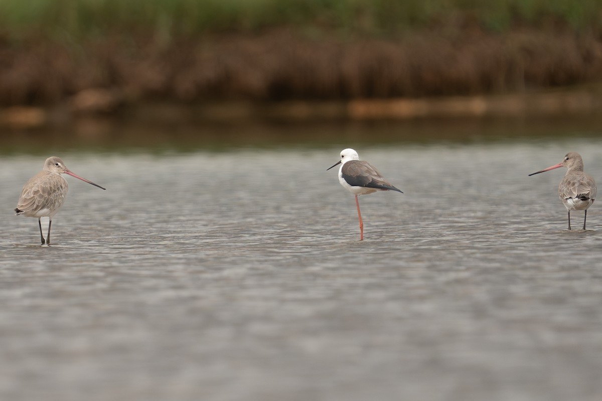 břehouš černoocasý - ML646385668