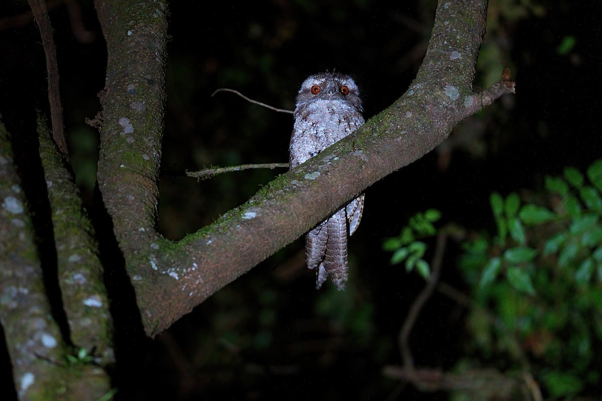 Marbled Frogmouth - ML646385669