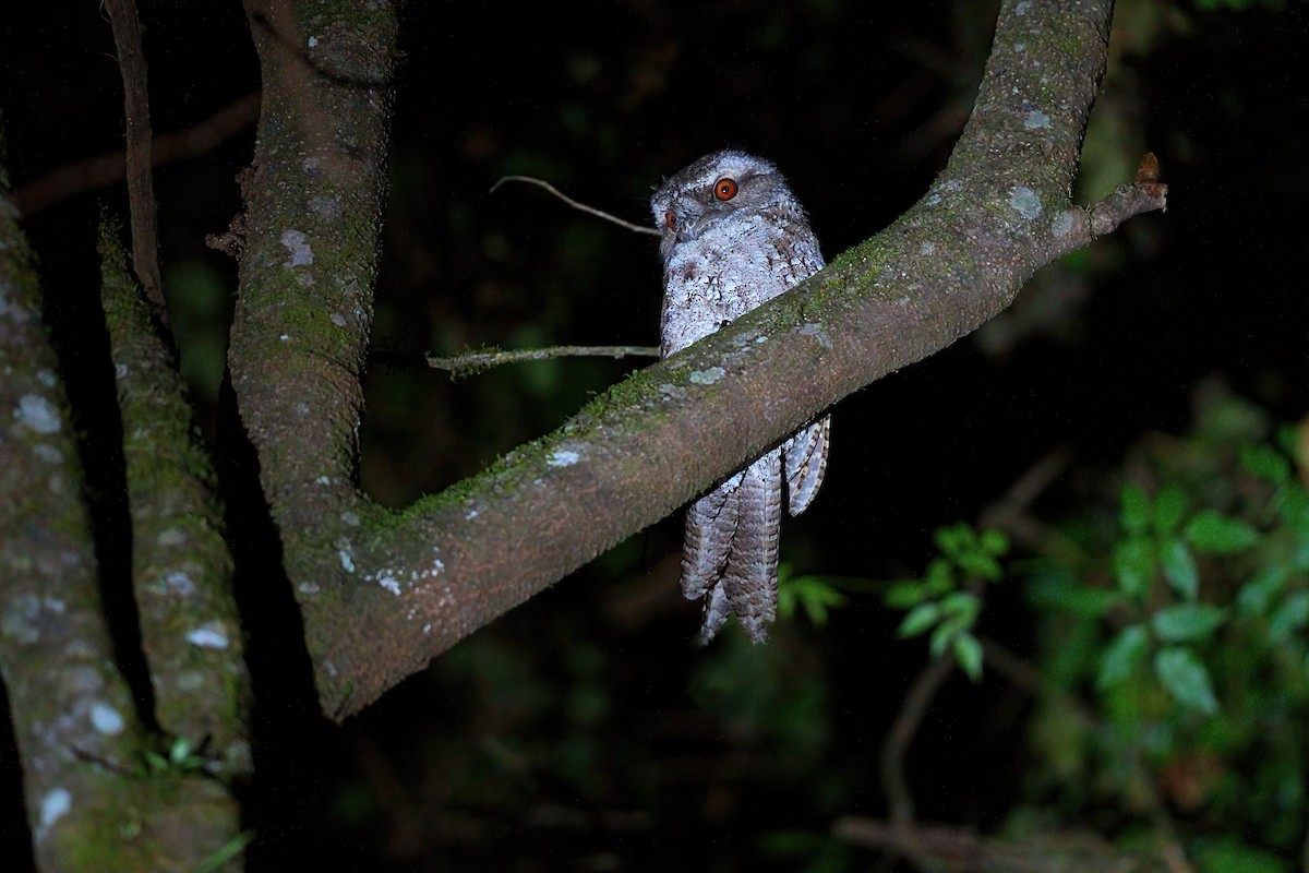 Marbled Frogmouth - ML646385670