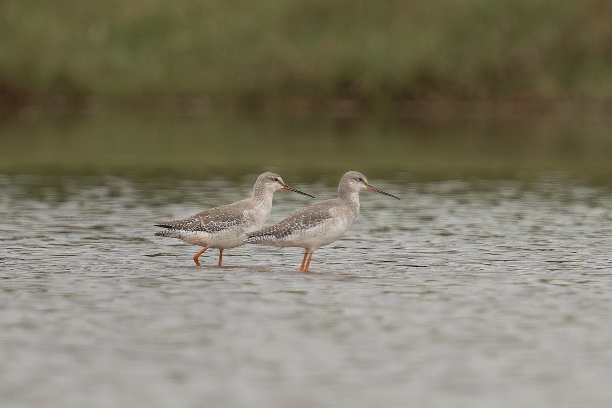 vodouš tmavý - ML646385671