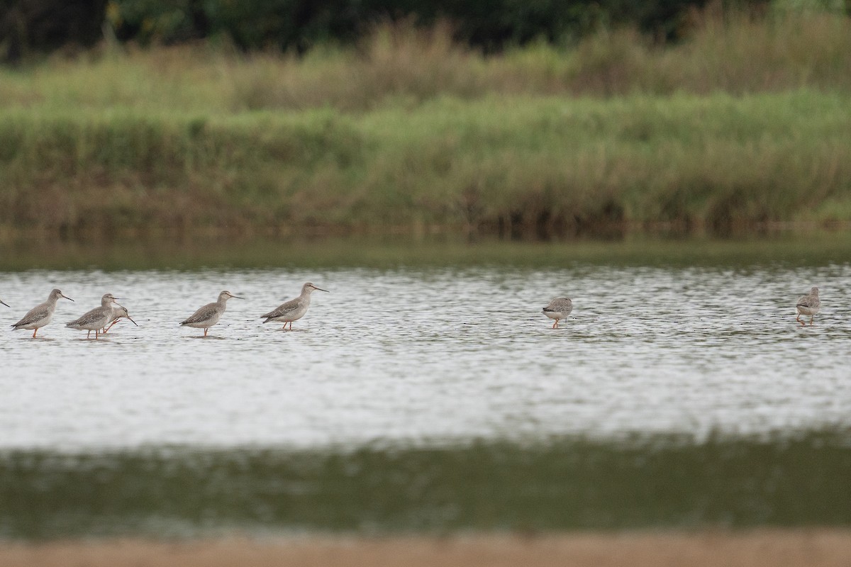 vodouš tmavý - ML646385672