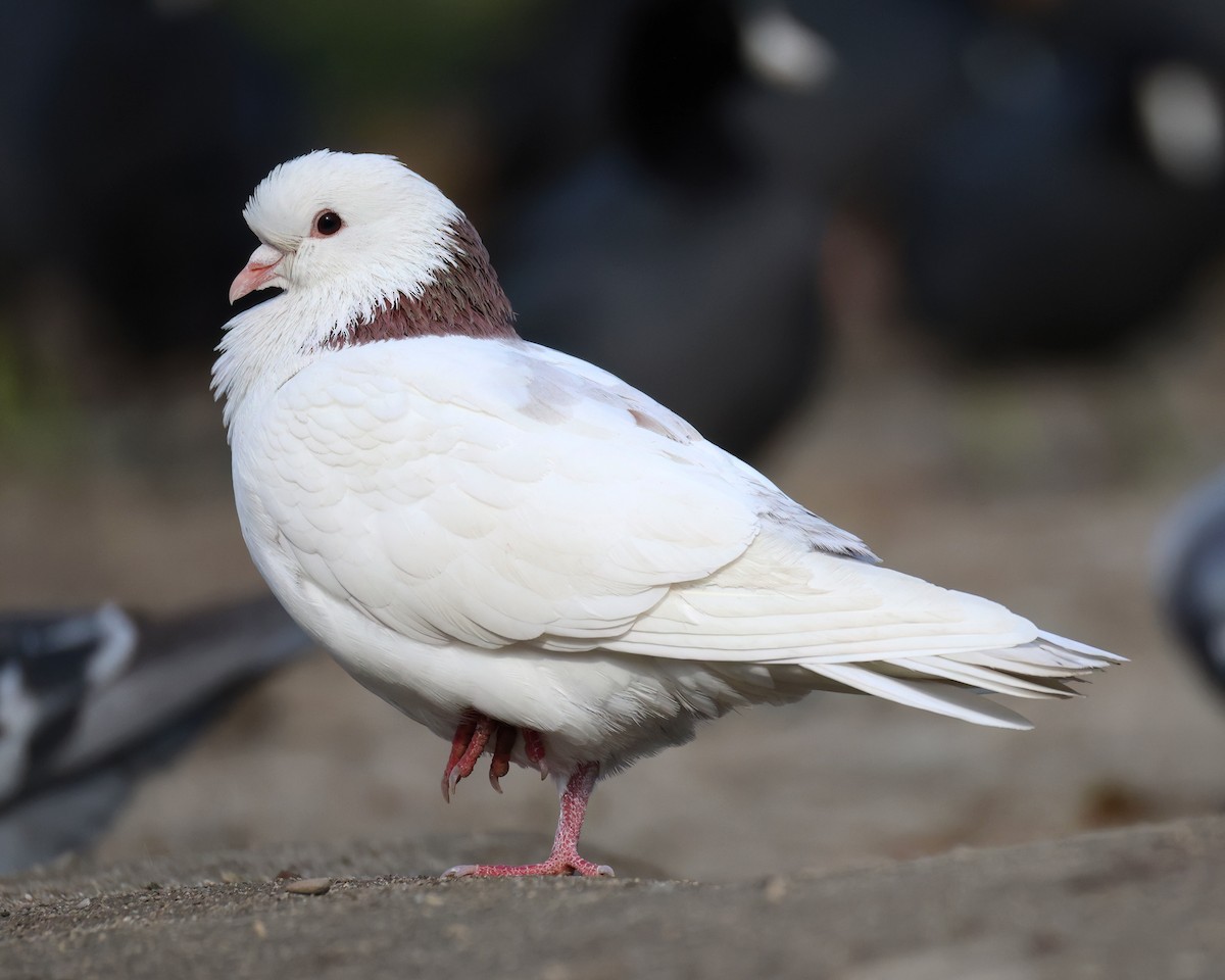 Rock Pigeon (Feral Pigeon) - ML646385673