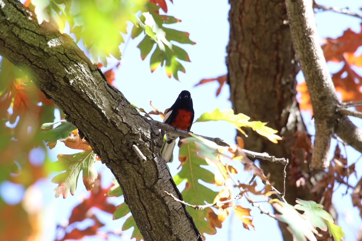 Painted Redstart - ML646385674