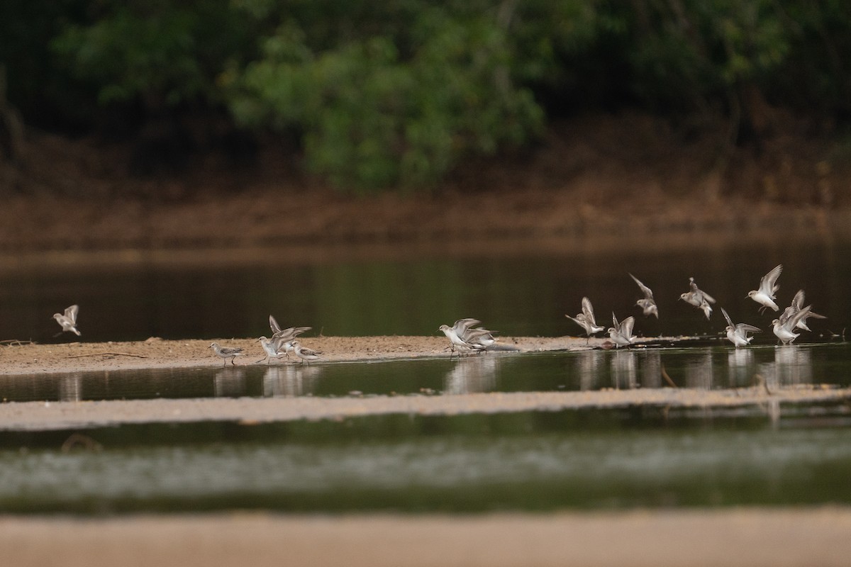 Bécasseau minute - ML646385675