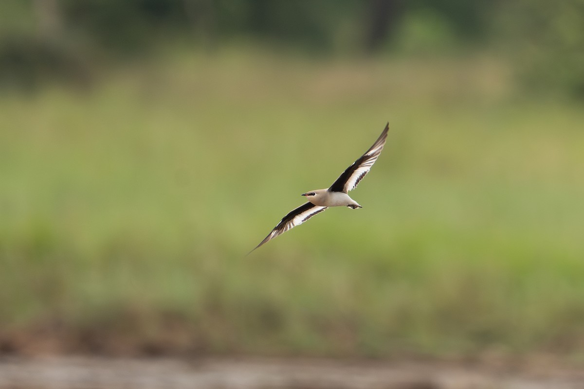 Small Pratincole - ML646385678