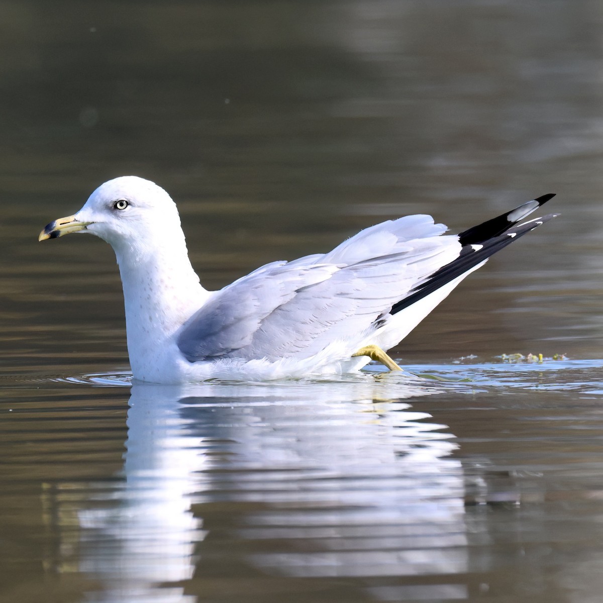 Goéland à bec cerclé - ML646385679