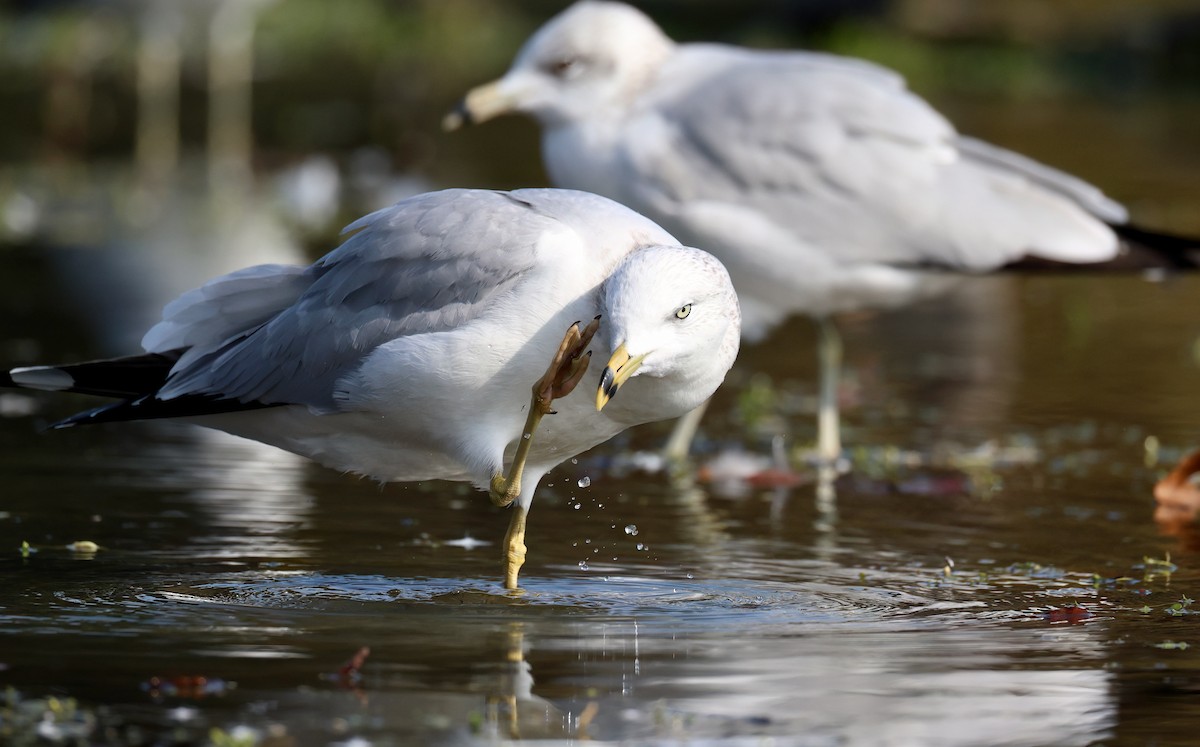 Goéland à bec cerclé - ML646385680