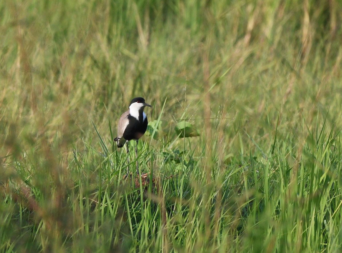 Vanneau à éperons - ML646385683