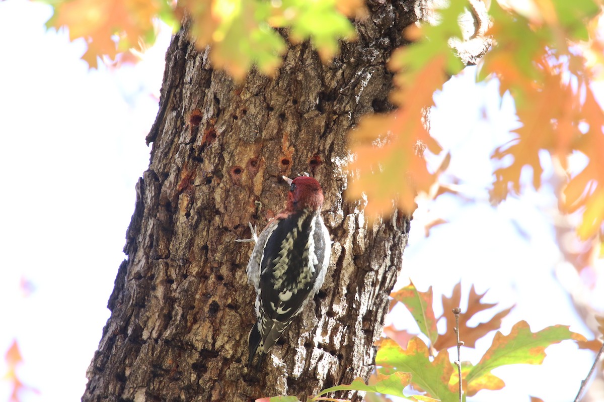 Pic à poitrine rouge - ML646385684