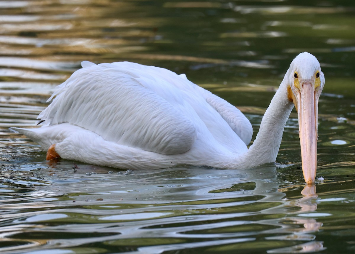 Pélican d'Amérique - ML646385685