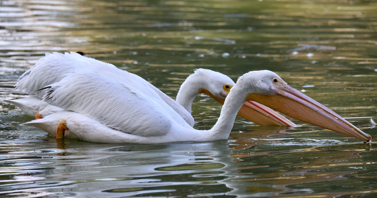 Pélican d'Amérique - ML646385686