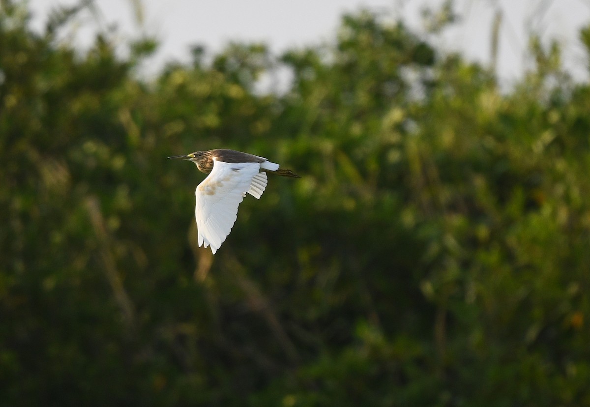 Crabier chevelu - ML646385687