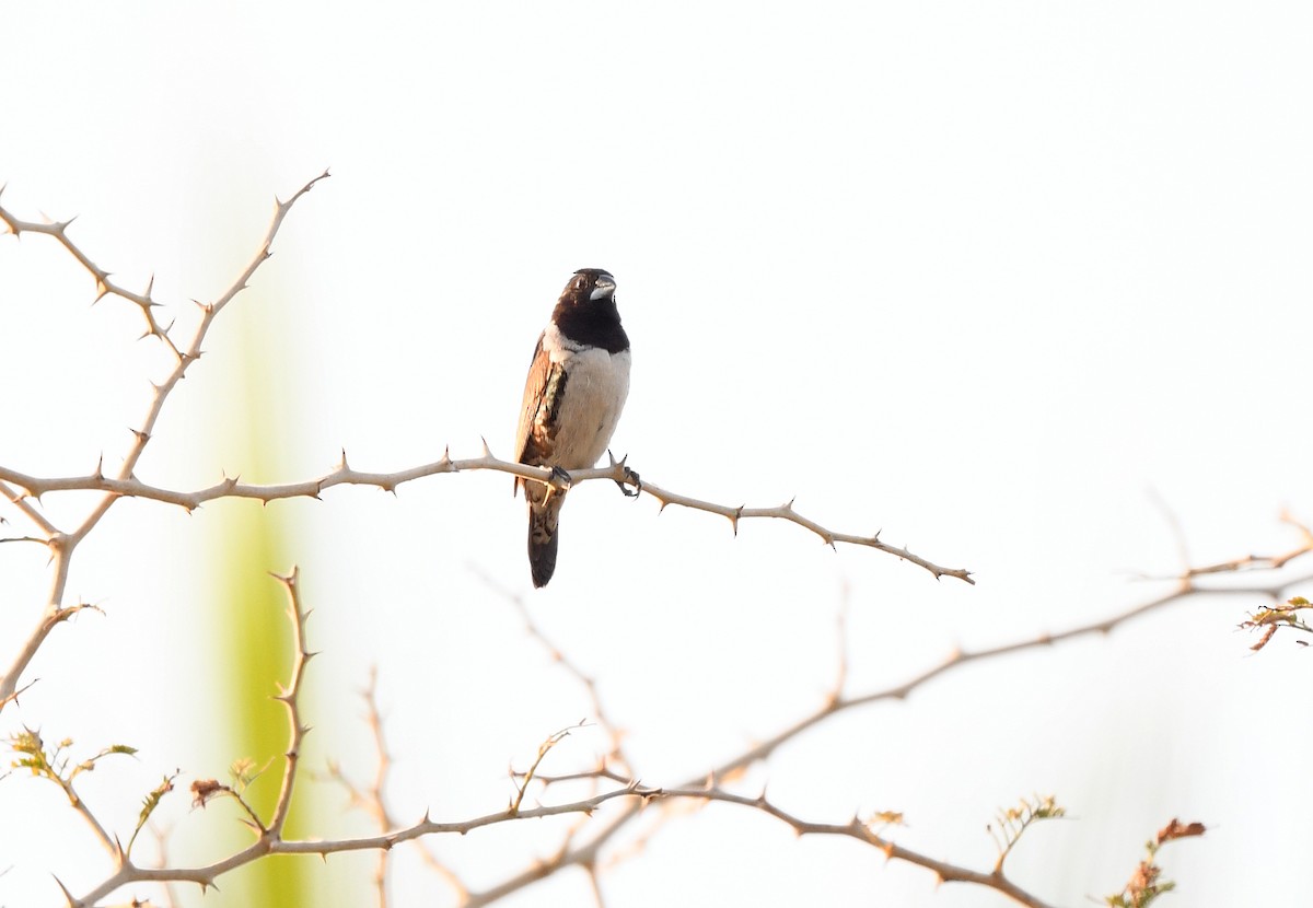 Capucin nonnette - ML646385688