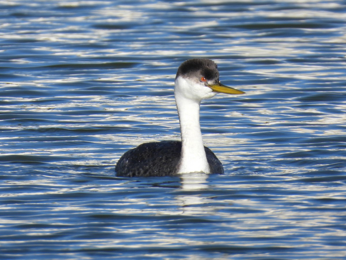 Grèbe élégant - ML646385689