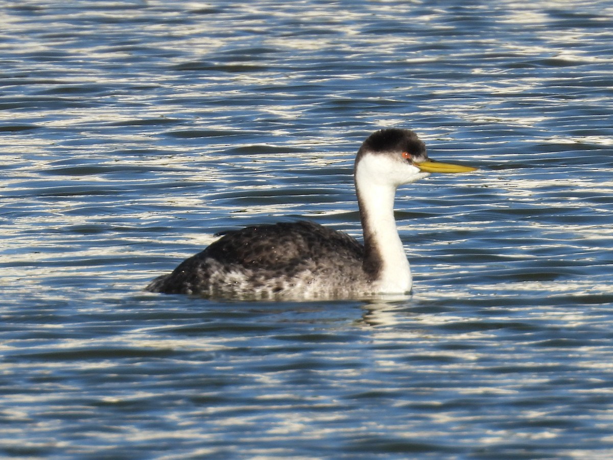 Grèbe élégant - ML646385690