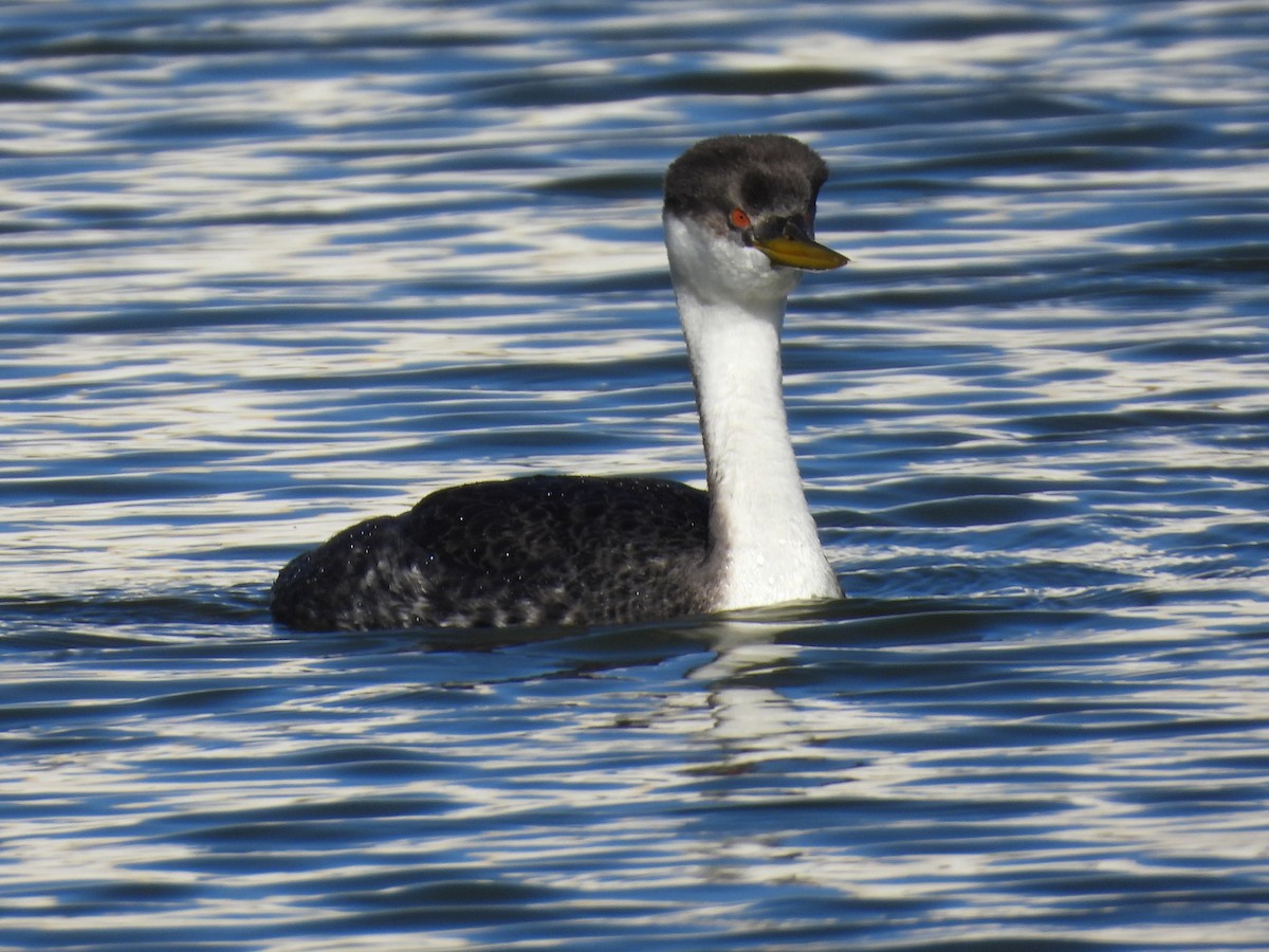 Grèbe élégant - ML646385691