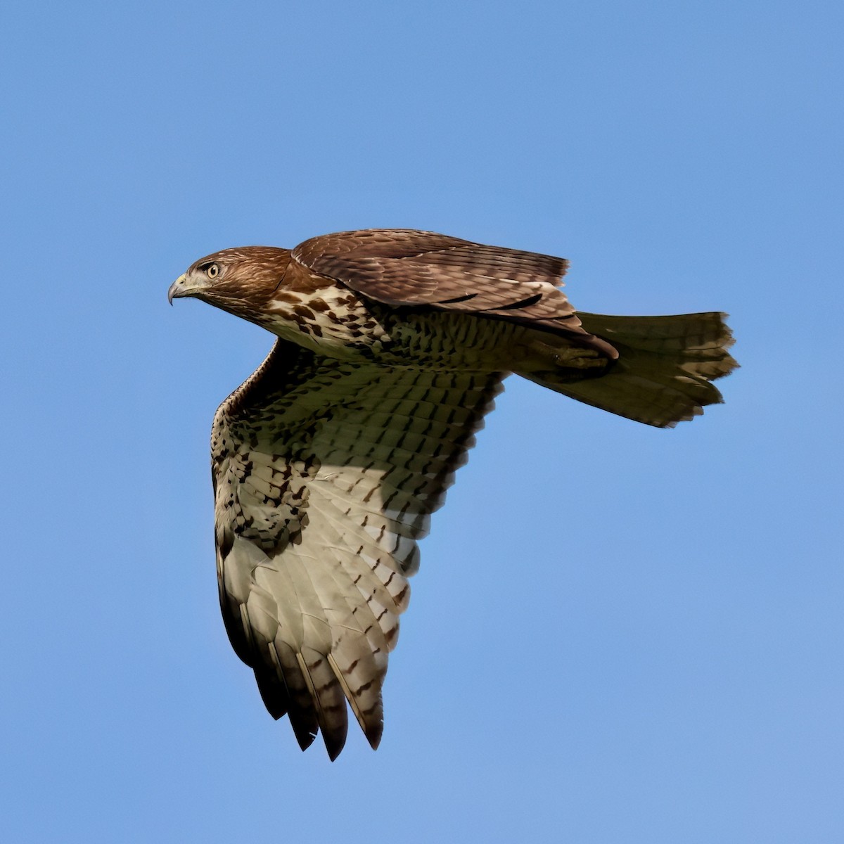 Buse à queue rousse - ML646385692