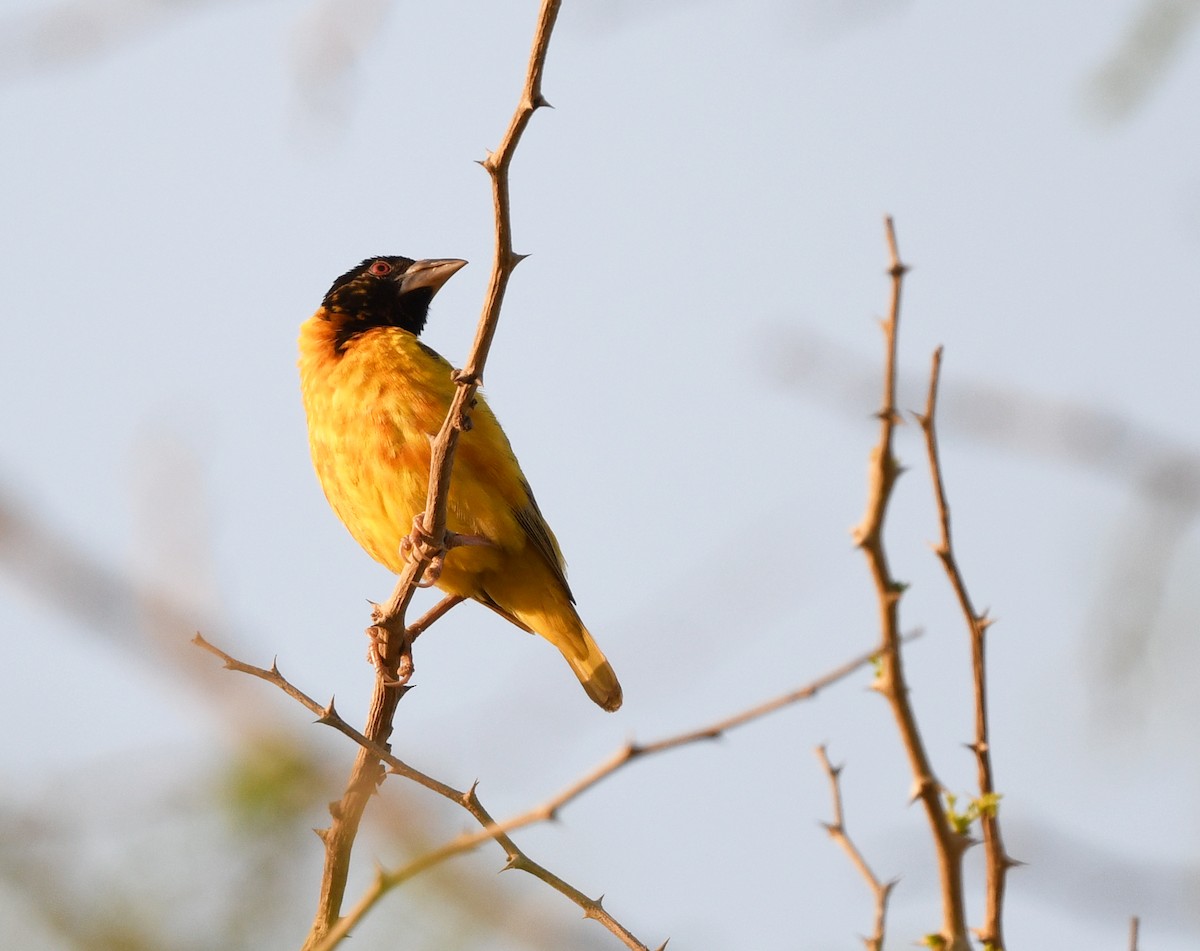 Tisserin gendarme (groupe cucullatus) - ML646385693