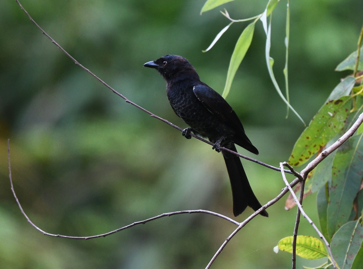 Drongo brillant (divaricatus/lugubris) - ML646385694