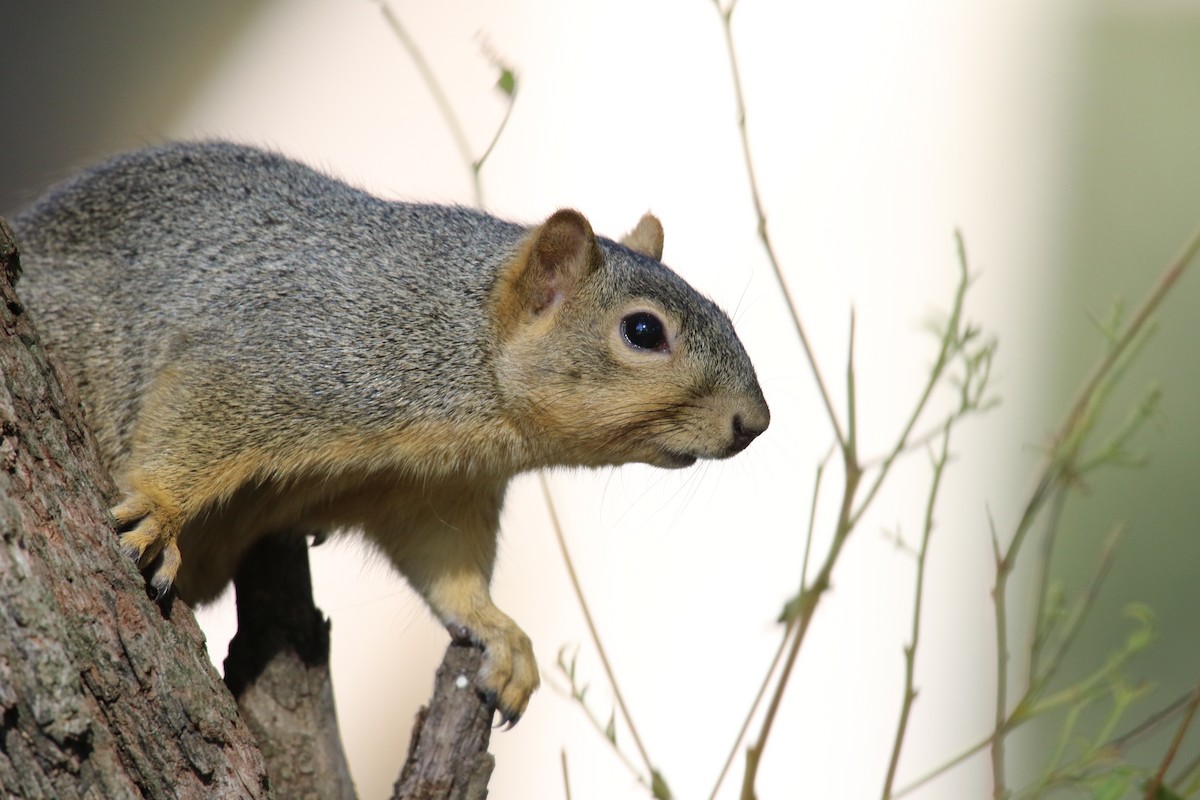 Animals - ML646385695