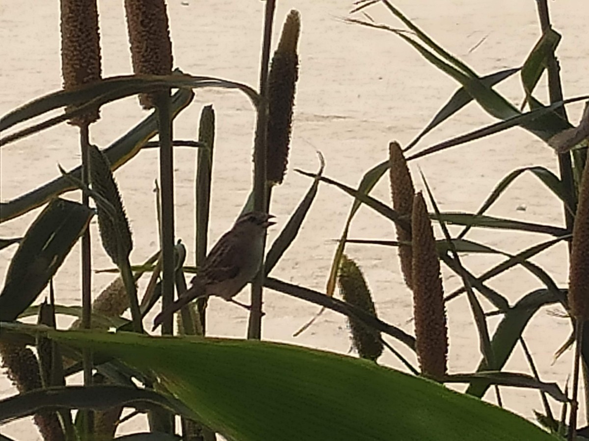 Moineau domestique - ML646385696