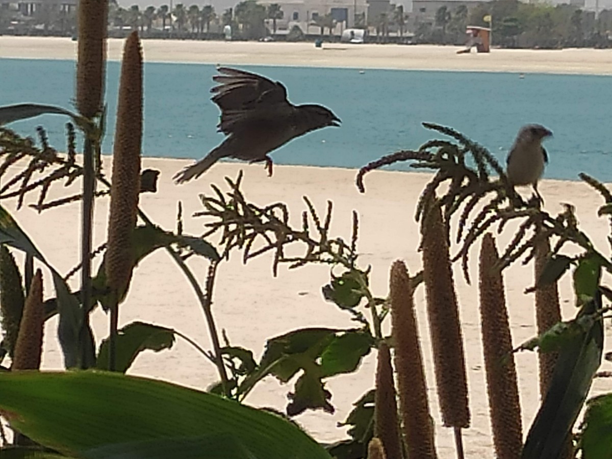 Moineau domestique - ML646385697