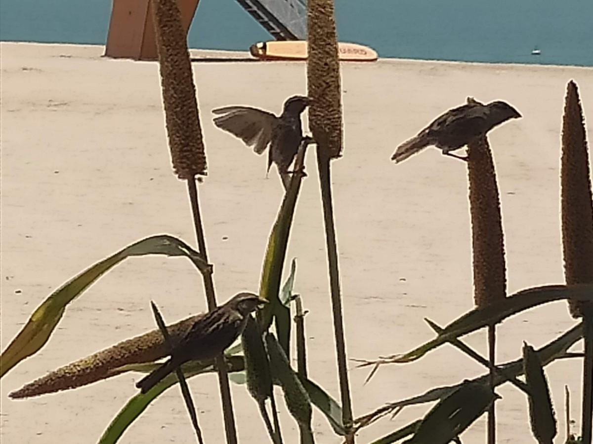 Moineau domestique - ML646385698