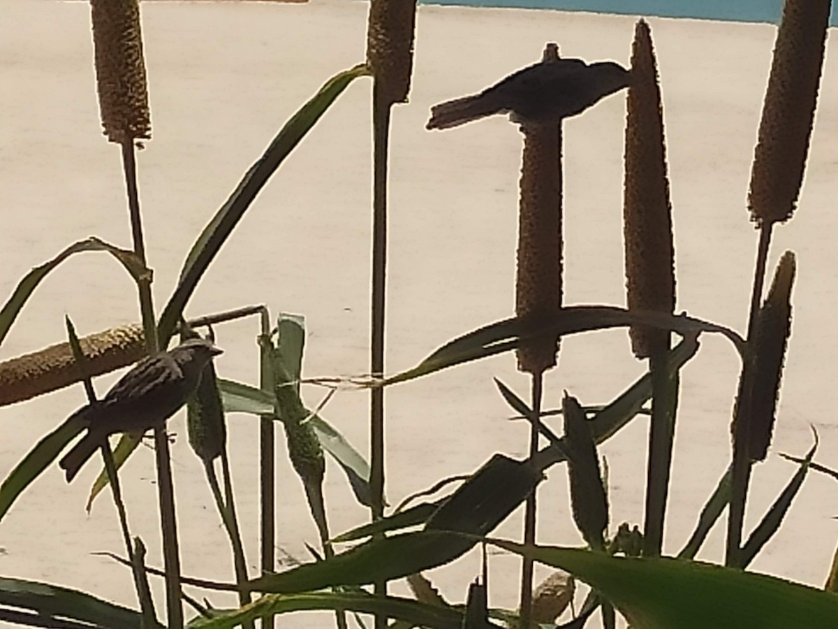 Moineau domestique - ML646385699