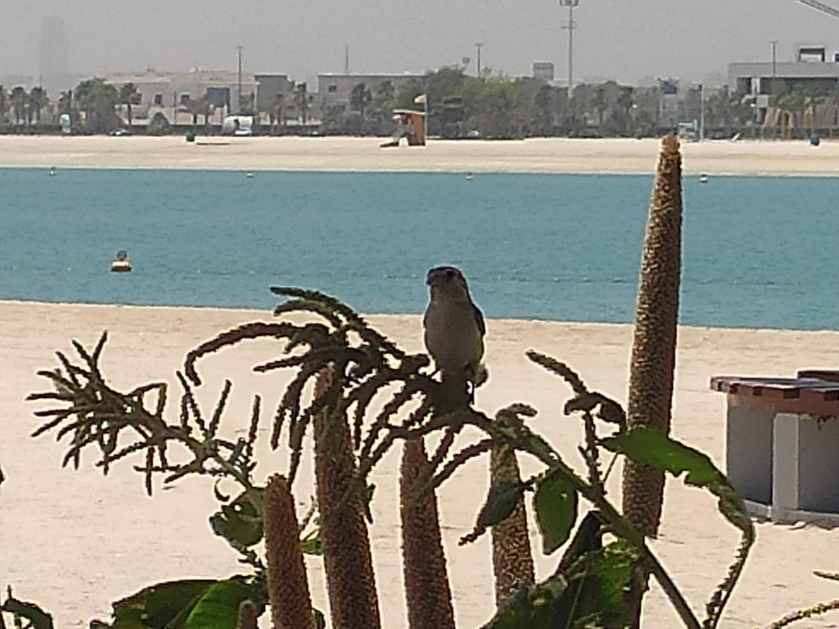 Moineau domestique - ML646385700