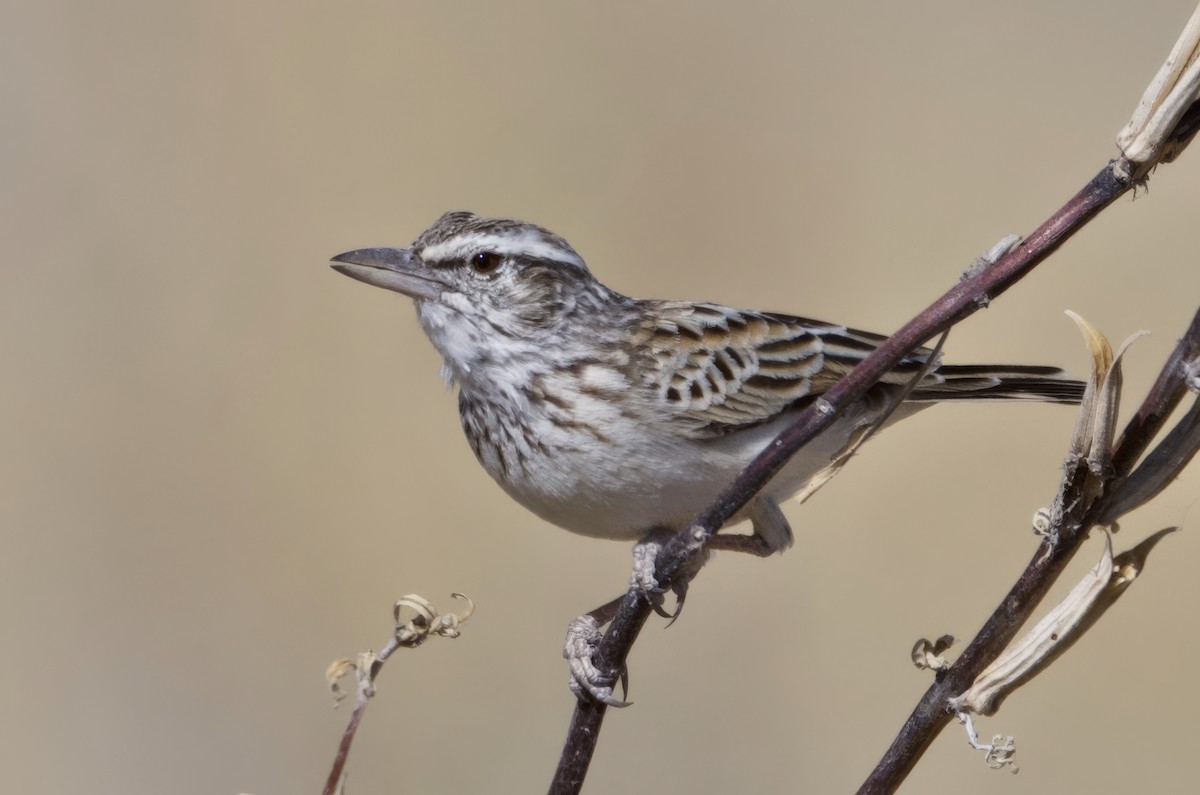 Alouette sabota - ML646385701