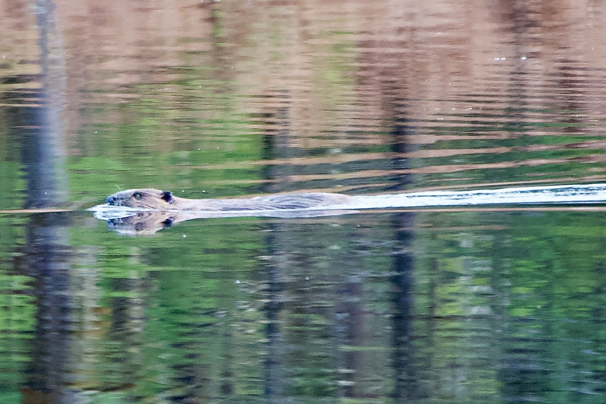 American Beaver - ML646385702