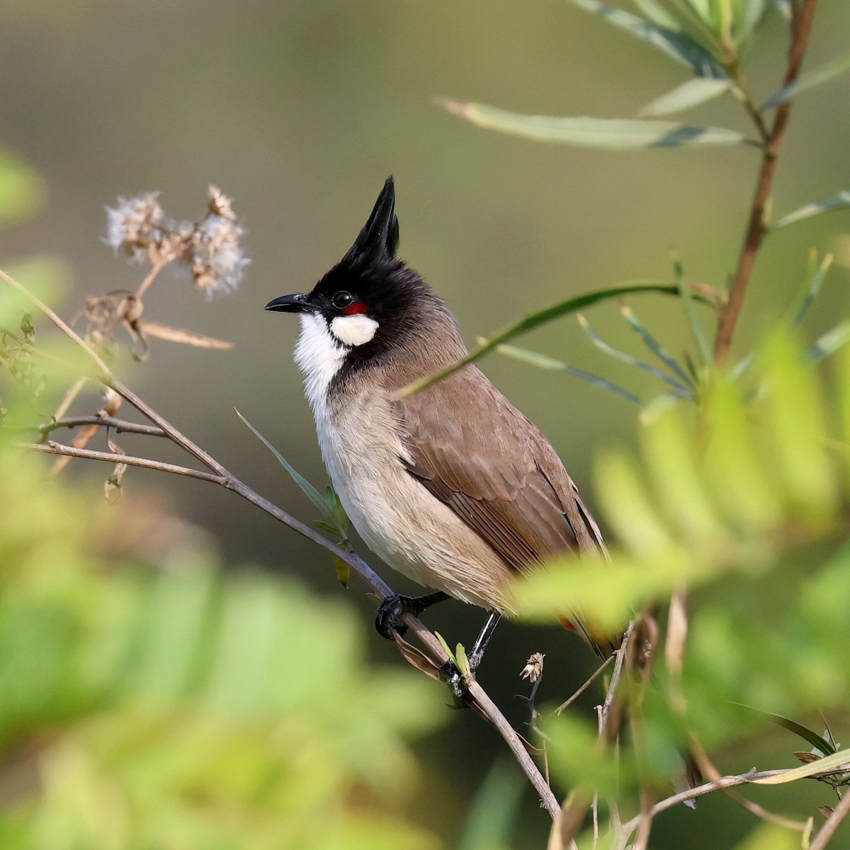 Bulbul orphée - ML646385703