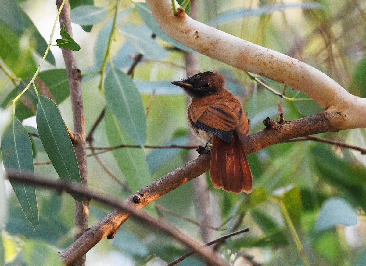 Tchitrec à ventre roux (groupe rufiventer) - ML646385704