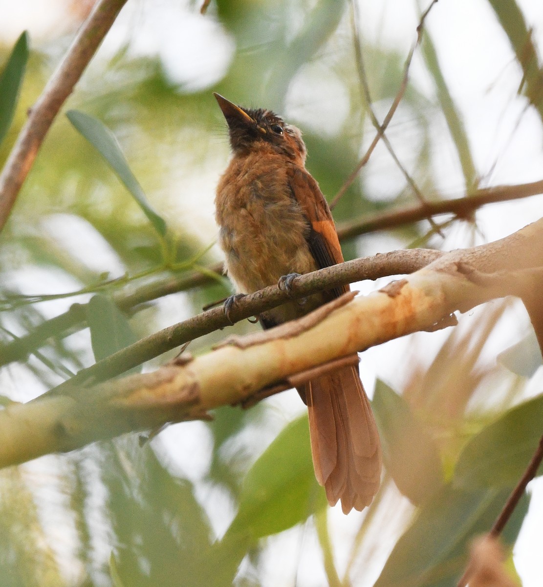 Tchitrec à ventre roux (groupe rufiventer) - ML646385705