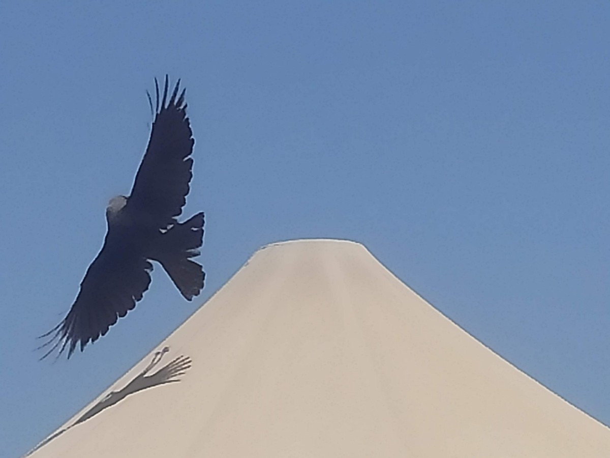 Corbeau familier - ML646385706