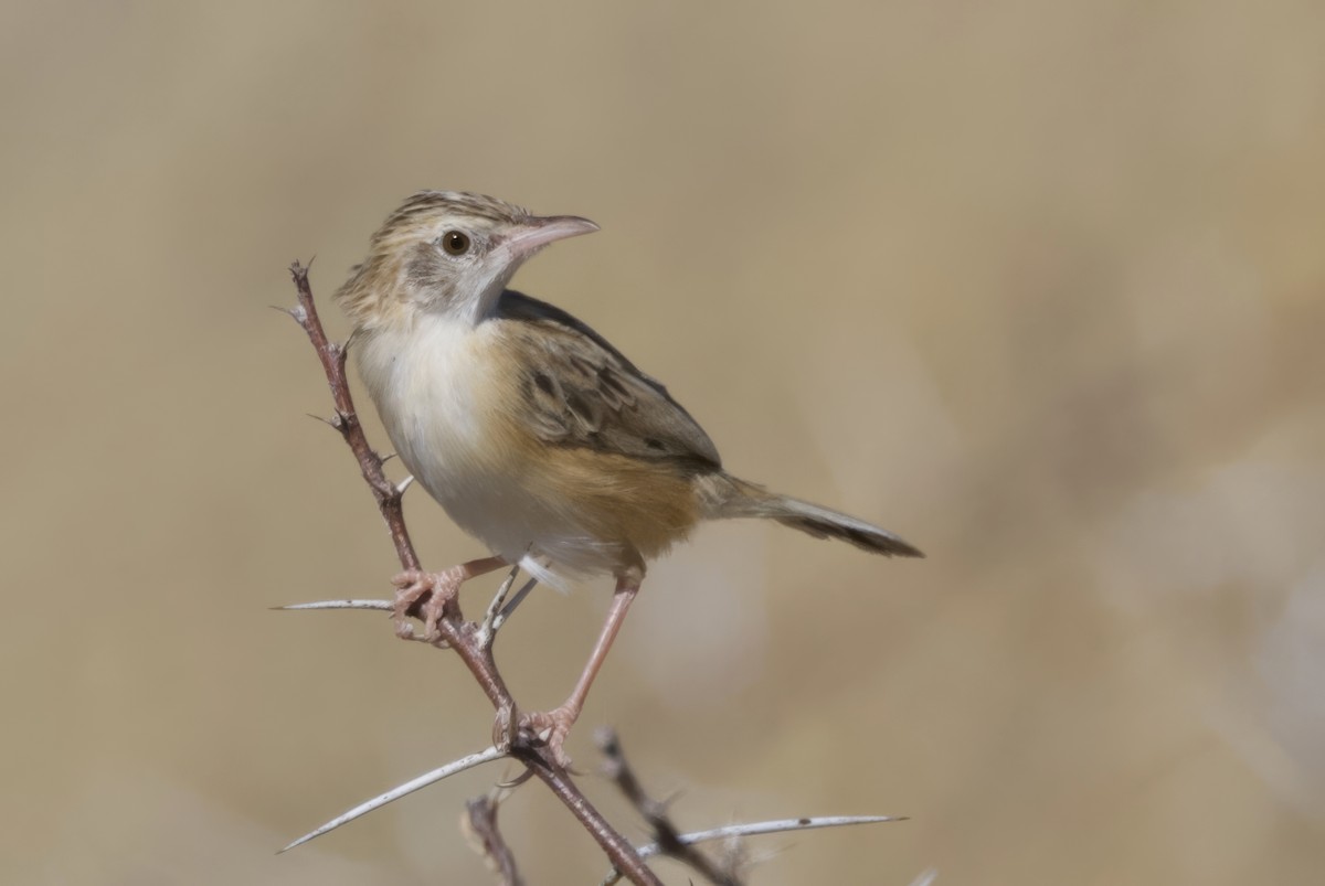 Cisticole du désert - ML646385708