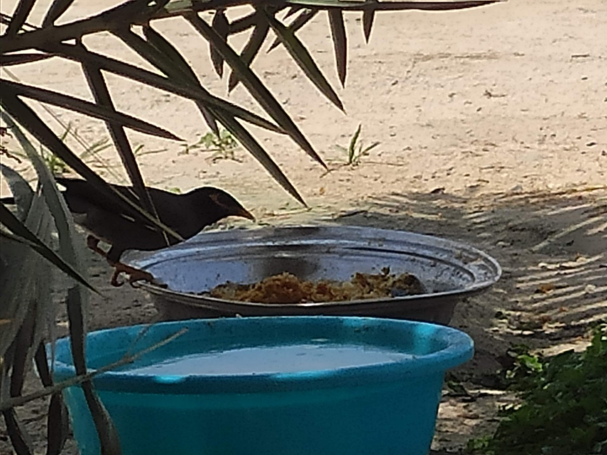 Martin triste - ML646385709